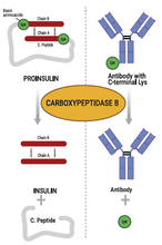 Load image into Gallery viewer, Example applications for Provis Biolabs Carboxypeptidase B Rat (recombinant expressed in Pichia pastoris), GMP Grade