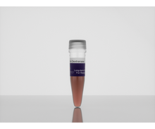 Load image into Gallery viewer, 3-D Life Dextranase, Hydrogel Accessory, Cat. No. D10-1, manufactured by Cellendes GmbH and distributed by Ilex Life Sciences LLC.