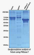 Load image into Gallery viewer, Deglycosylation analysis of Fetuin using Provis Biolabs PNGase F