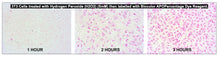 Load image into Gallery viewer, Biocolor Apopercentage Assay Dyed Cells