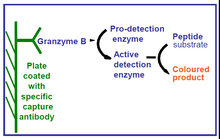 Load image into Gallery viewer, QuickZyme Granzyme B Assay principle