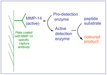Load image into Gallery viewer, QuickZyme Human MMP-14 Activity Assay principle
