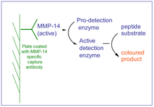 Load image into Gallery viewer, QuickZyme Human MMP-14 Activity Assay principle