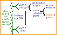 Load image into Gallery viewer, QuickZyme Human MMP-2 Activity Assay principle
