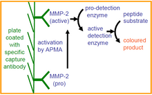 Load image into Gallery viewer, QuickZyme Human MMP-2 Activity Assay principle