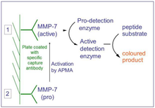 Load image into Gallery viewer, QuickZyme Human MMP-7 Activity Assay principe