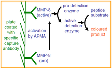 Load image into Gallery viewer, QuickZyme Human MMP-8 Activity Assay principle