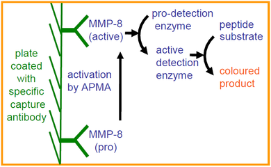 QuickZyme Human MMP-8 Activity Assay principle