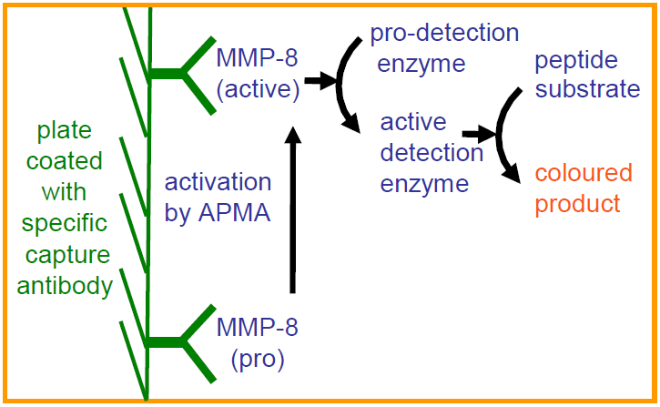 QuickZyme Human MMP-8 Activity Assay principle