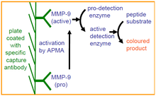 Load image into Gallery viewer, QuickZyme Human MMP-9 Activity Assay principle

