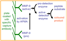Load image into Gallery viewer, QuickZyme Human MMP-9 Activity Assay principle