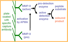 Load image into Gallery viewer, QuickZyme Mouse MMP-9 Activity Assay principle