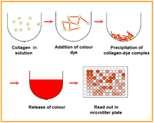 Load image into Gallery viewer, QuickZyme Soluble Collagen Assay principle