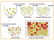Load image into Gallery viewer, QuickZyme Hydroxyproline Assay Kit principle.