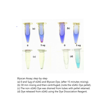 Load image into Gallery viewer, Step-by-step Blyscan sGAG Assay procedure.