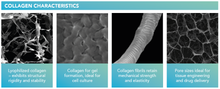 Load image into Gallery viewer, Promed Bioscience high purity collagen characteristics
