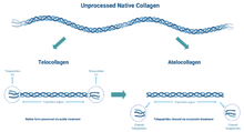 Load image into Gallery viewer, Promed Bioscience collagen process