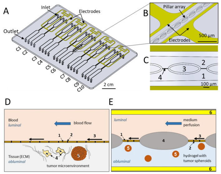 3-D Life PVA-CD Hydrogel Used in Microfluidic Platform to Model and Assess Cellular Barriers