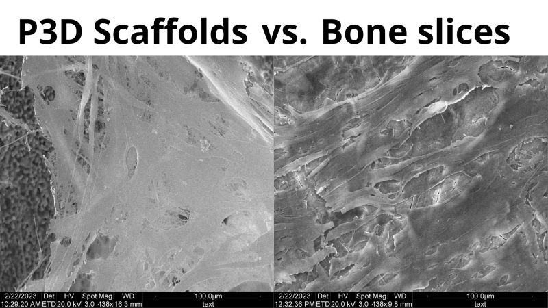 Comparing Ossiform P3D Scaffolds to Real Bone Slices