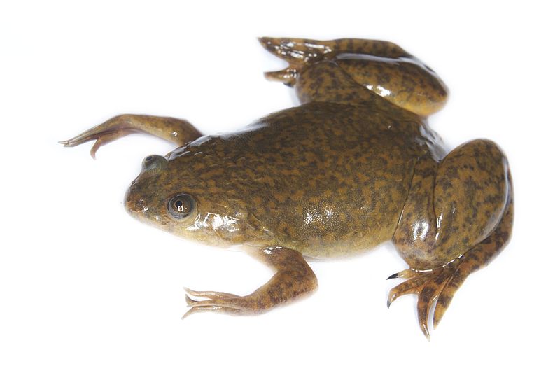 Protocol for Inducing Ovulation in Xenopus laevis