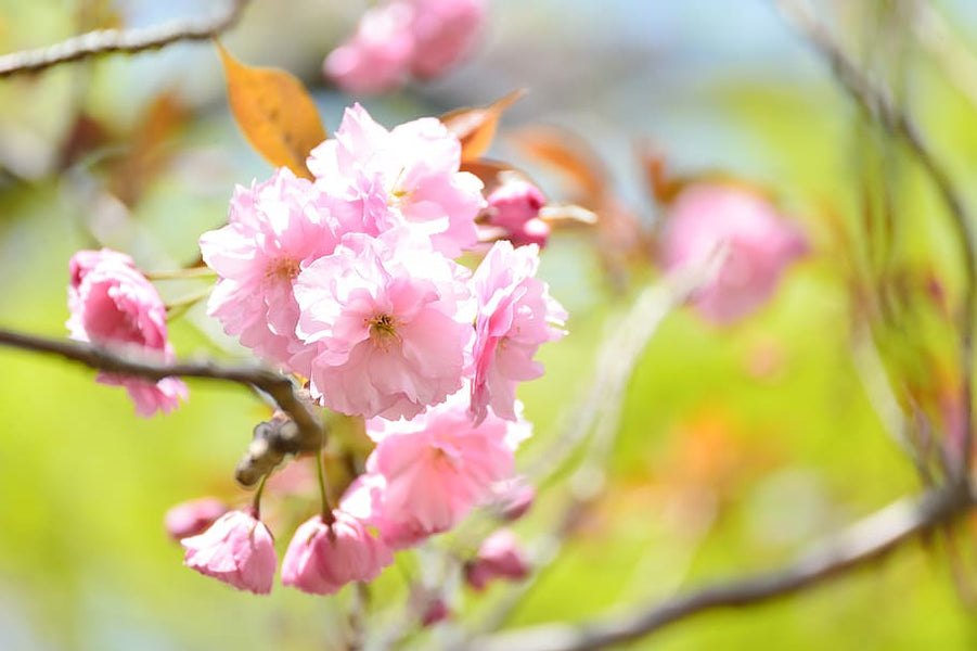 Double Cherry Blossom Leaf Extract Effects Tumor Cell-Cycle and Induces Apoptosis