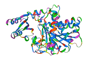 Carboxypeptidase B Rat structure