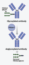 Load image into Gallery viewer, Antibody deglycosylation using Provis Biolabs PNGase F

