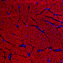 Load image into Gallery viewer, Stain with 3Helix R-CHP: Collagen Hybridizing Peptide, Cy3 Conjugate.
