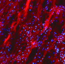 Load image into Gallery viewer, Stain with 3Helix R-CHP: Collagen Hybridizing Peptide, Cy3 Conjugate.
