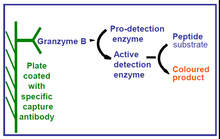 Load image into Gallery viewer, QuickZyme Granzyme B Assay principle
