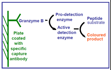 QuickZyme Granzyme B Assay principle