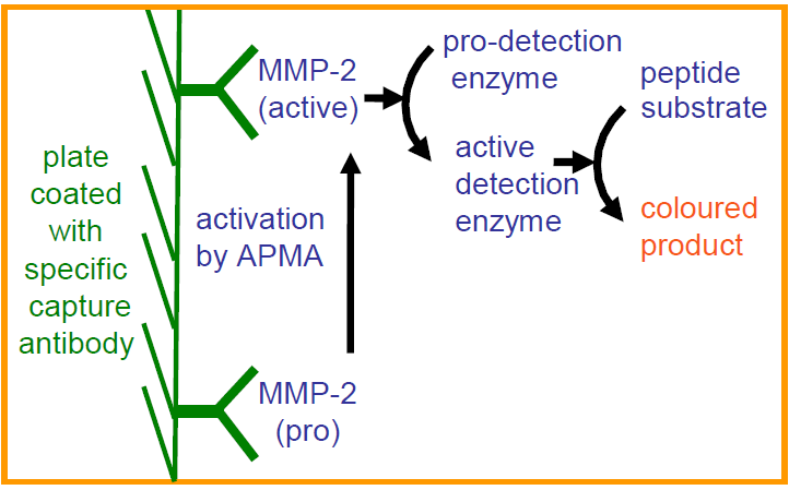 QuickZyme Human MMP-2 Activity Assay principle