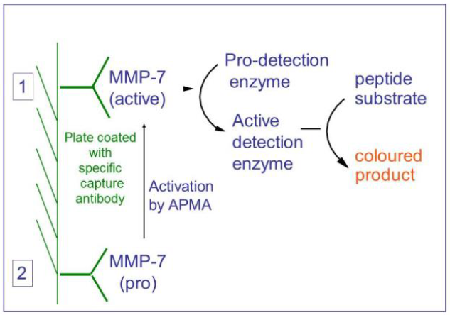 QuickZyme Human MMP-7 Activity Assay principe