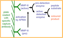 Load image into Gallery viewer, QuickZyme Human MMP-8 Activity Assay principle
