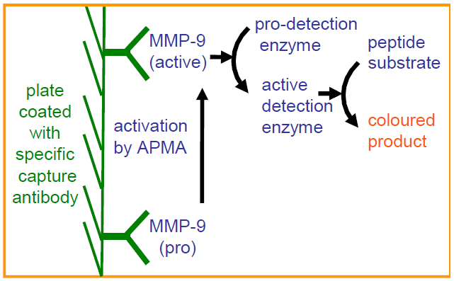 QuickZyme Human MMP-9 Activity Assay principle