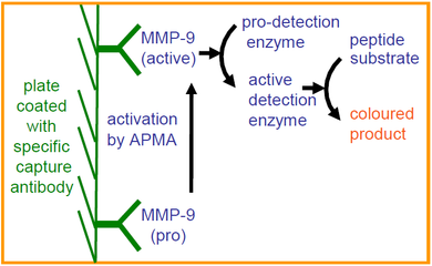 QuickZyme Mouse MMP-9 Activity Assay principle