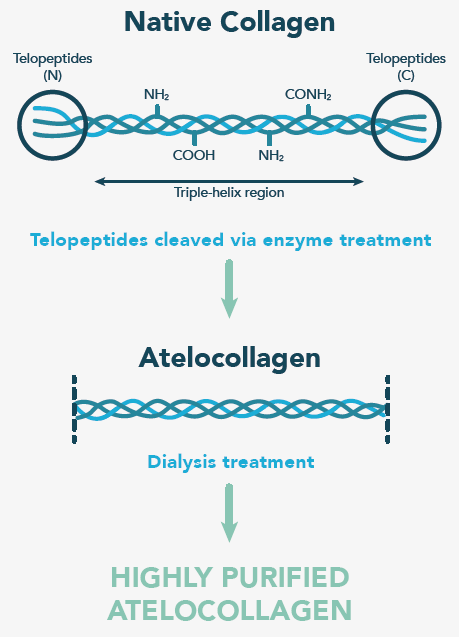 Human Native Collagen Type 1 Collagen Structure