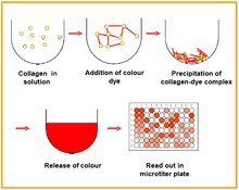 Load image into Gallery viewer, QuickZyme Soluble Collagen Assay principle
