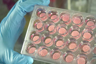 Ossiform P3D Scaffolds in cell culture plate